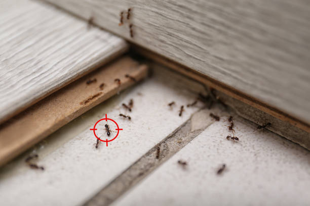 Best Best Pest Control Companies  in Maitland, FL