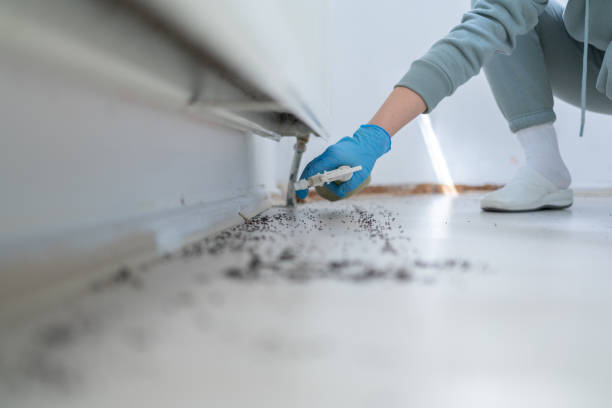 Best Flea Control Services  in Maitland, FL